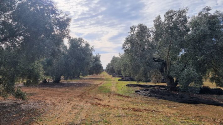 Oleoturismo en la provincia de Sevilla: Descubre sus almazaras y tradiciones - Baex Rentals